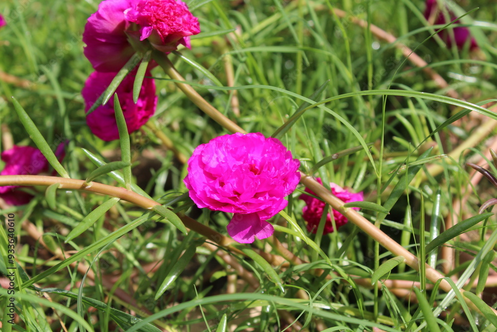 Fototapeta premium Common Purslane, Verdolaga, Red root, Pursley, Pussley, Little hogweed, Moss Rose
