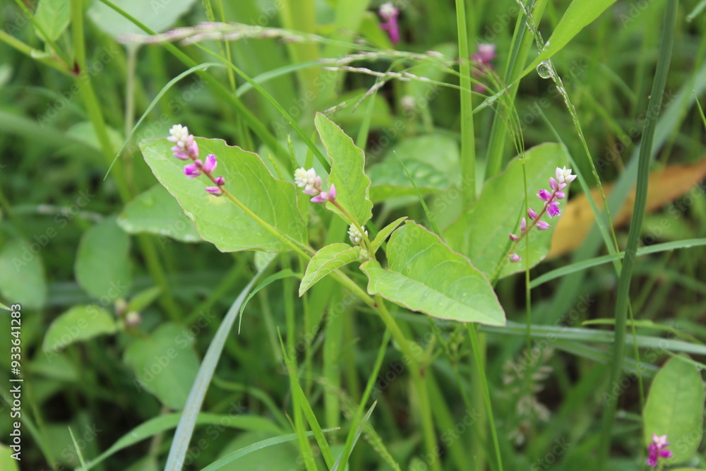 Persicaria orientalis, Kiss-me Over-the Garden Gate, False Amaranth or Prince's Feather Persicaria orientalis, Kiss-me Over-the Garden Gate, False Amaranth or Prince's Feather