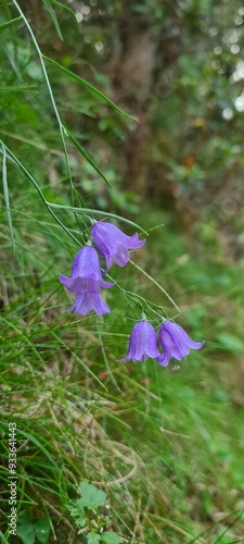 Campanules à fleurs de pêcher (vallée d'Eyne) photo