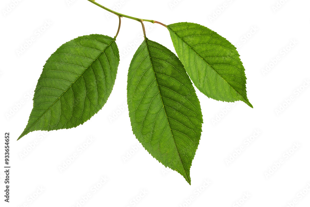 Fototapeta premium green leaves, isolated on a white background