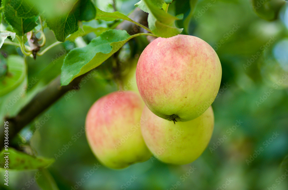 Close-up of an apple tree branch with green leaves and unripe red healthy fruits in summer. Close-up of an apple tree branch with green leaves and unripe red healthy fruits in summer.