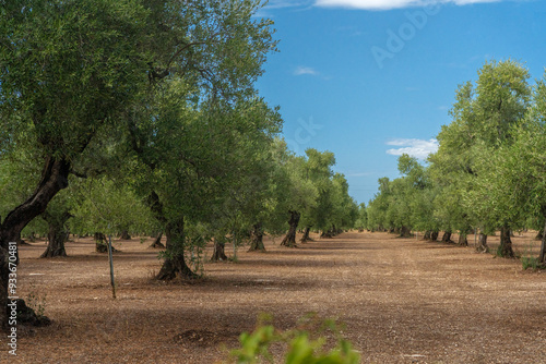 View of a field of olive trees in the countryside between Bisceglie and Corato in Puglia during the summer. photo