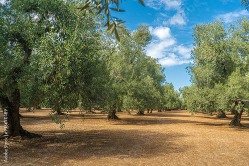 View of a field of olive trees in the countryside between Bisceglie and Corato in Puglia during the summer.