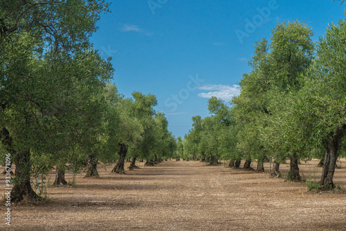 View of a field of olive trees in the countryside between Bisceglie and Corato in Puglia during the summer. photo