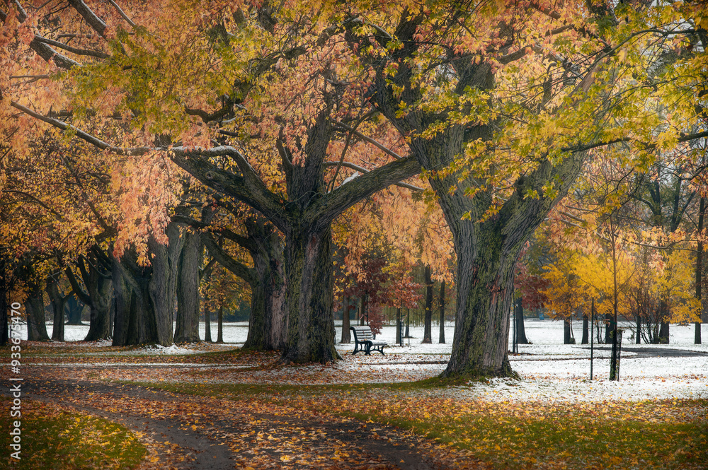 Naklejka premium autumn in the park