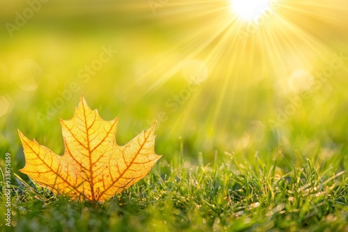 A single golden autumn leaf resting on vibrant green grass, illuminated by bright morning sunlight. The image emphasizes the beauty of the changing seasons and the contrast between the colors.