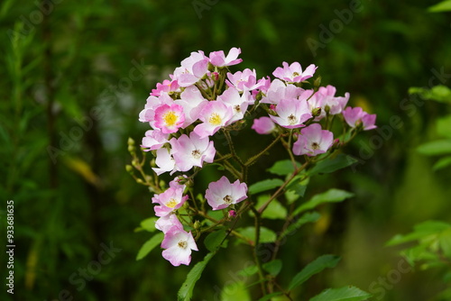 The name Rosa polyantha was given in 1843 by the German botanists Philipp Franz von Siebold and Joseph Gerhard Zuccarini for a multi-flowered rose from East Asia. Hanover Botanical School Garden, Germ photo