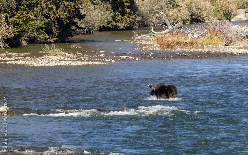 Fototapeta premium Bull Moose Crossing a River in Wyoming in Autumn