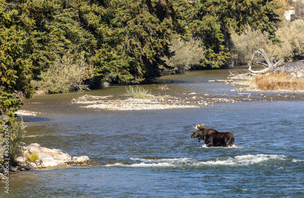 Bull Moose Crossing a River in Wyoming in Autumn Bull Moose Crossing a River in Wyoming in Autumn