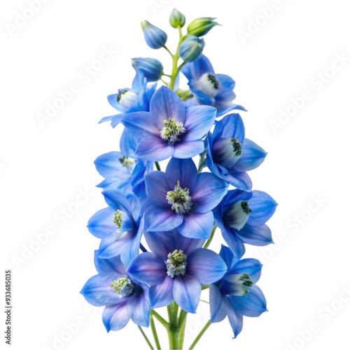 So Pretty Delphinium