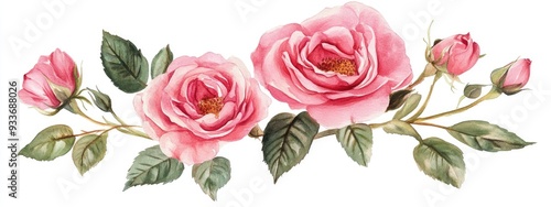 Pink vintage rose flowers isolated on a white background Watercolor artwork