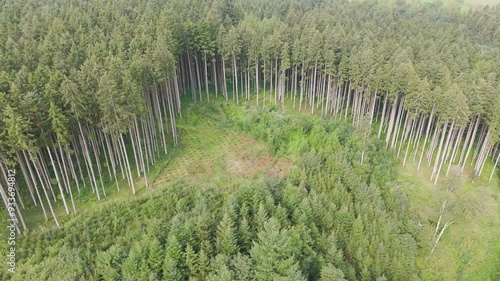 Drohnenaufnahme von einem Nadelwald