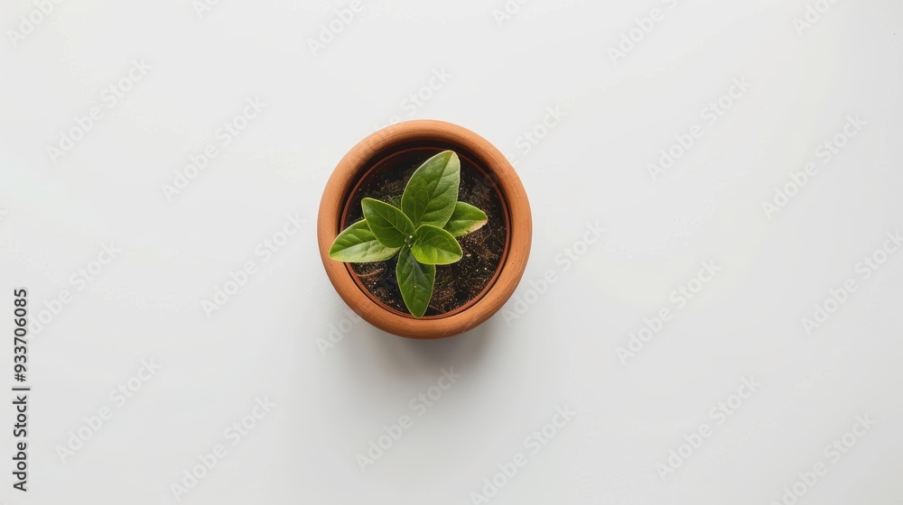 Small plant growing in a terracotta pot on a white background Small plant growing in a terracotta pot on a white background