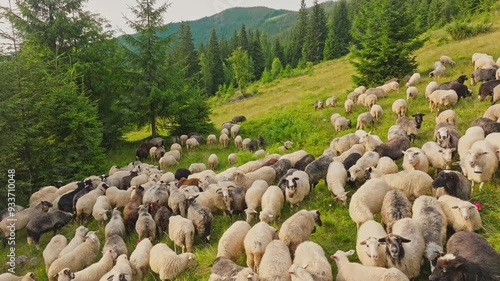 Flock sheep aerial mountains green ram tree forest view