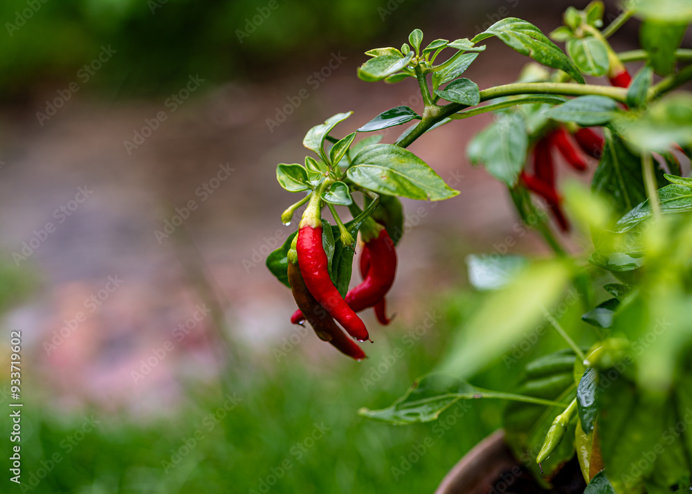 photo of juicy, beautiful chili peppers, gardener's concept photo of juicy, beautiful chili peppers, gardener's concept