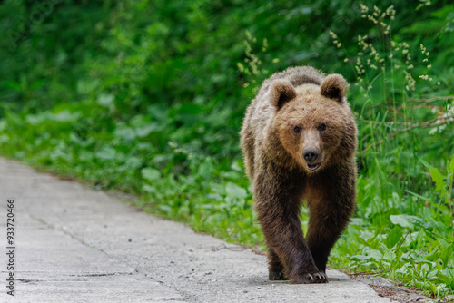 Brown bear in the forest near the road