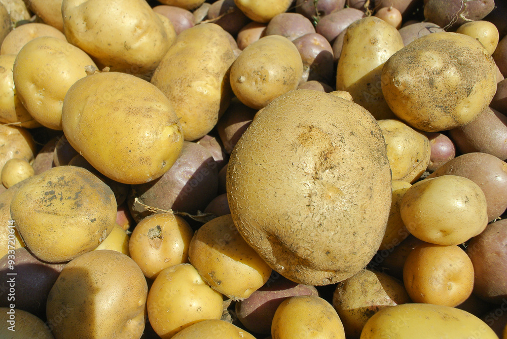 Potatoes in the garden abstract background, new harvest, natural products. Potatoes in the garden abstract background, new harvest, natural products.