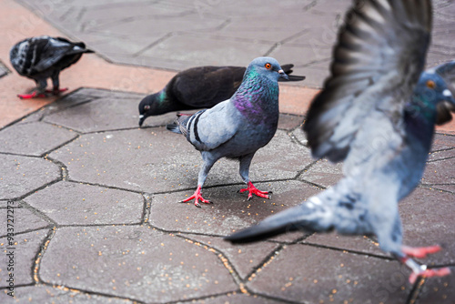 pigeon in the city