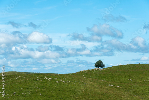 Arbre isolé dans la campagne, France