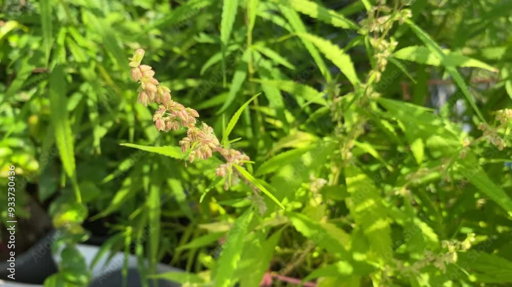 Green leaves and flower of marijuana growth in nature garden. Herbs used as a mixture of medicines, for medical purposes, beautiful green leaf background. Green leaves and flower of marijuana growth in nature garden. Herbs used as a mixture of medicines, for medical purposes, beautiful green leaf background.