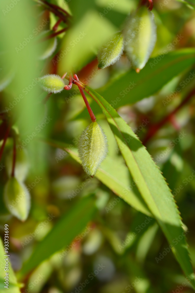 Garden balsam seed pod Garden balsam seed pod