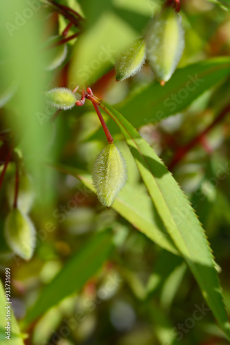 Garden balsam seed pod