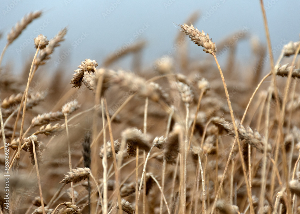 Fototapeta premium landscape with a field of crops in the morning fog, early summer morning, mist