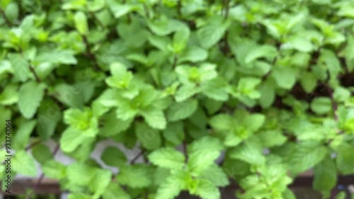 Wallpaper Mural Blurred green leaves with Peppermint growth in organic garden Torontodigital.ca