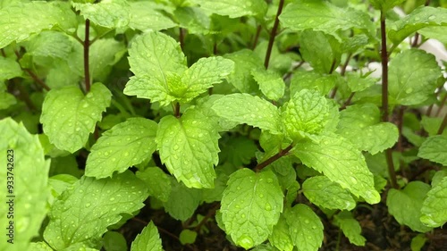 Wallpaper Mural Peppermint plants grow in organic botanical garden Torontodigital.ca