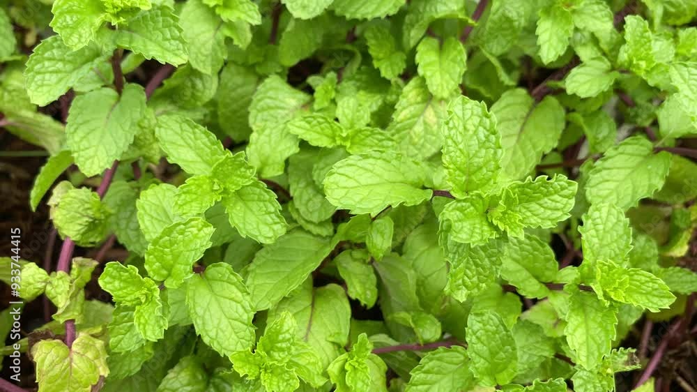 Peppermint plants grow in organic botanical garden Peppermint plants grow in organic botanical garden