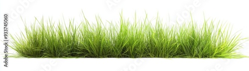 Green Grassy Field