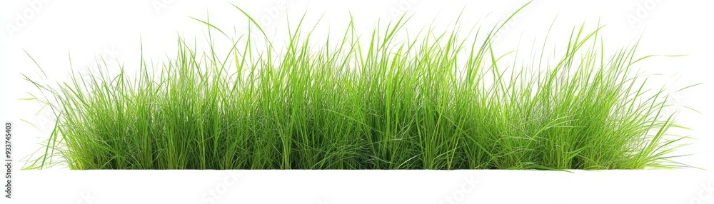 Fototapeta premium Lush Green Grass
