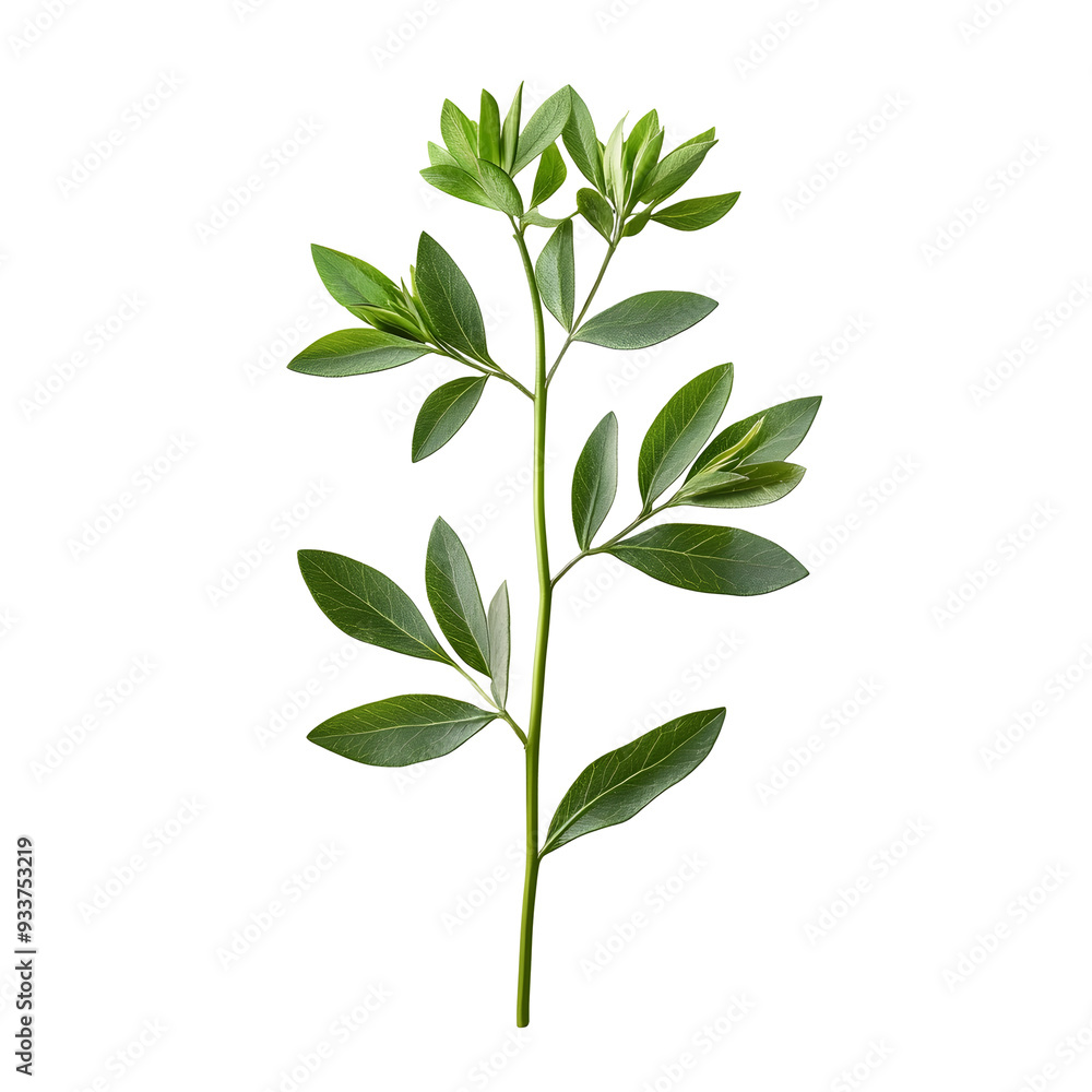 Fototapeta premium Proteus Mirabilis Plant Isolated on Plain White background transparent png