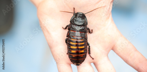 Madagascar Hissing Cockroach. A cockroach sits on a man's hand close-up. Exotic pet, tropical insect. photo