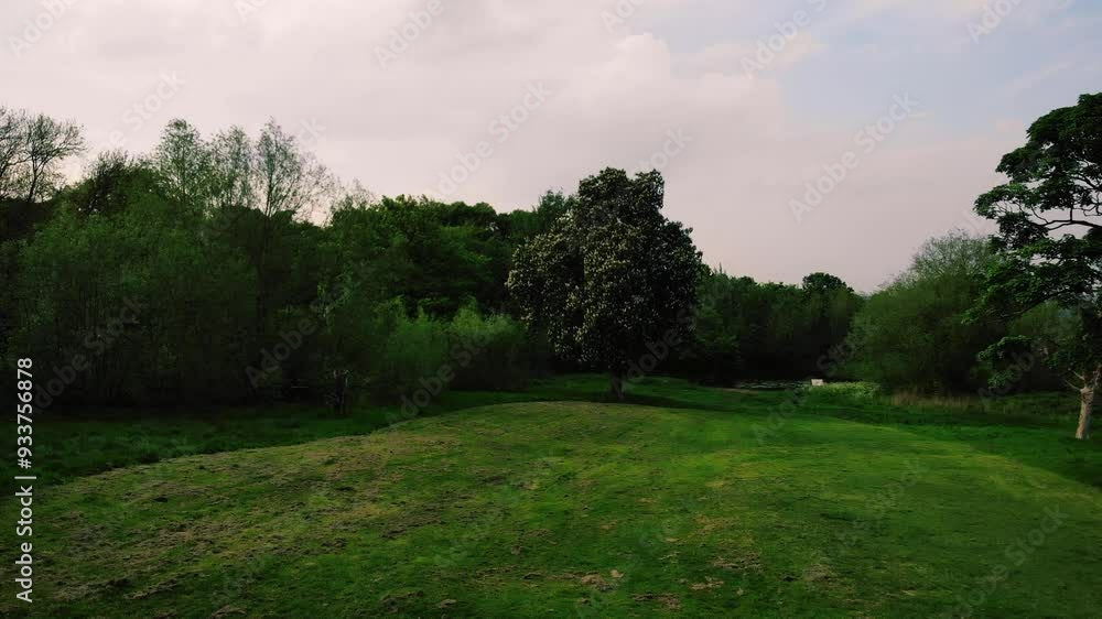 Park lawn grass with tall trees woodland in England wide aerial Park lawn grass with tall trees woodland in England wide aerial