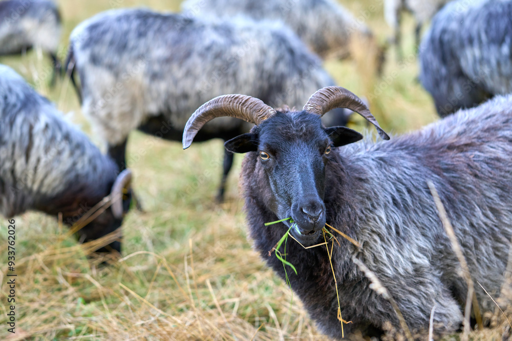 Sheep grazing in a meadow on a summer day.