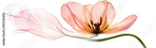 Transparent pale pink tulip hand painted in watercolor isolated on white background X ray illustration of flowers with delicate spring petals pistils and stamens showcasing botanical floral struct