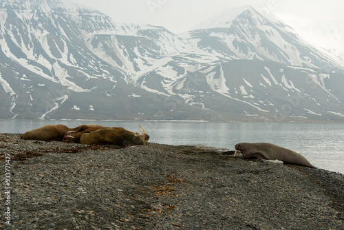 Morse, Odobenus rosmarus, Spitzberg, Svalbard, Norvège photo