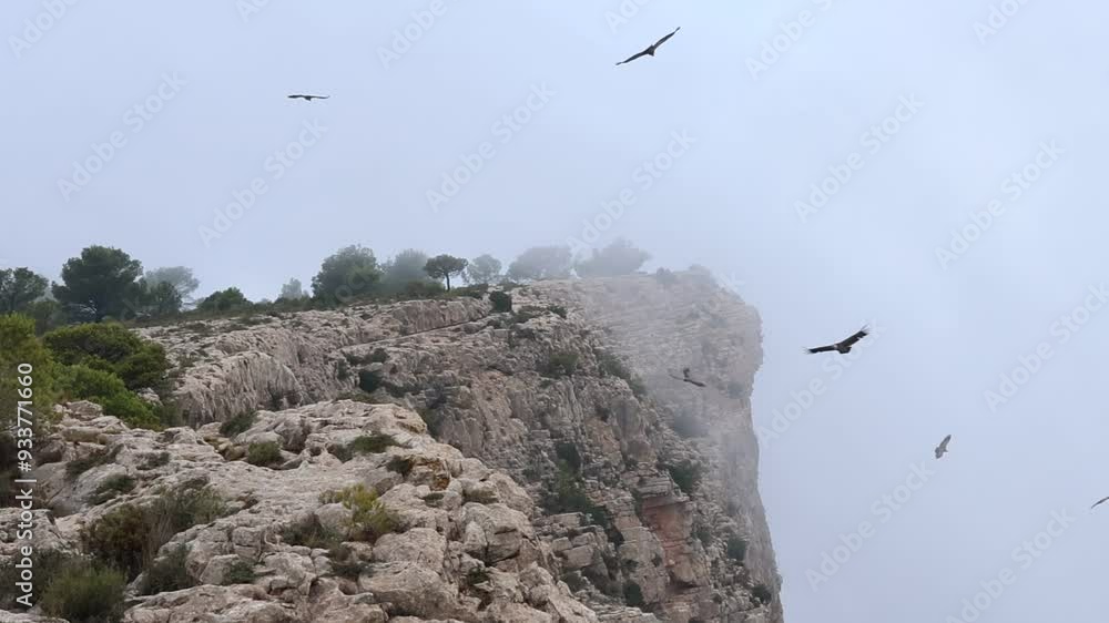 Bandada de buitres volando ( gyps fulvus ) con paisaje y niebla en el Alt de les Pedreres, Alcoy, España Bandada de buitres volando ( gyps fulvus ) con paisaje y niebla en el Alt de les Pedreres, Alcoy, España