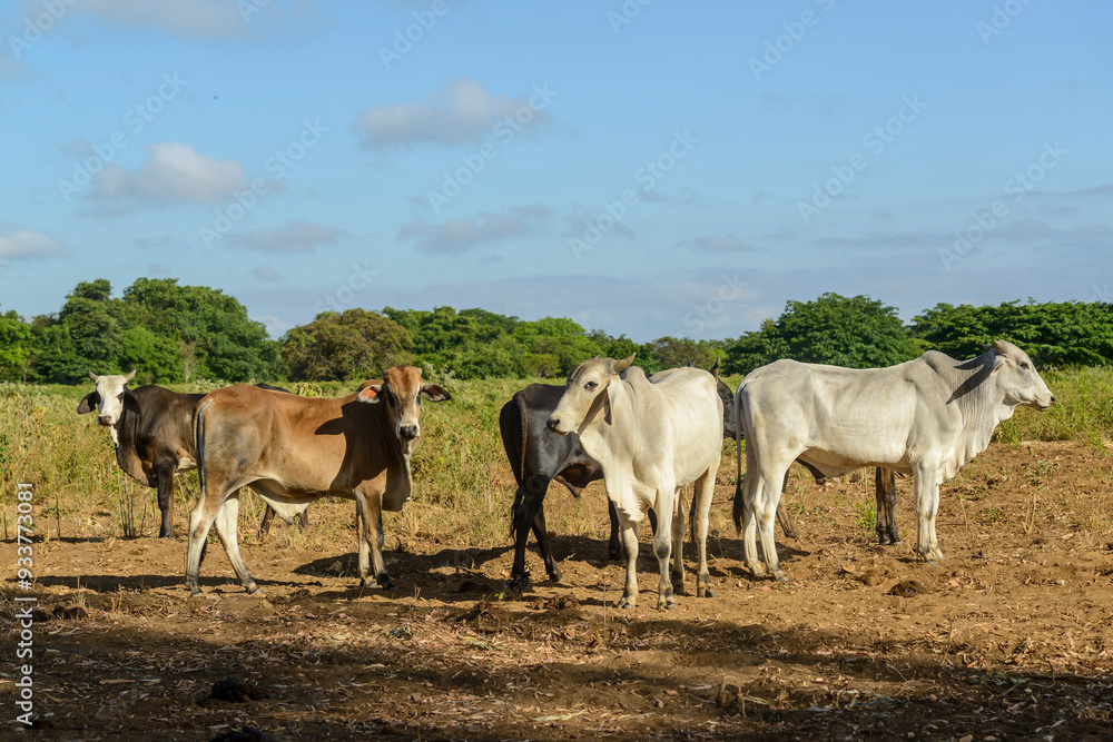 Cattle raised freely in the countryside of Pernambuco, Brazil. Cattle raised freely in the countryside of Pernambuco, Brazil.
