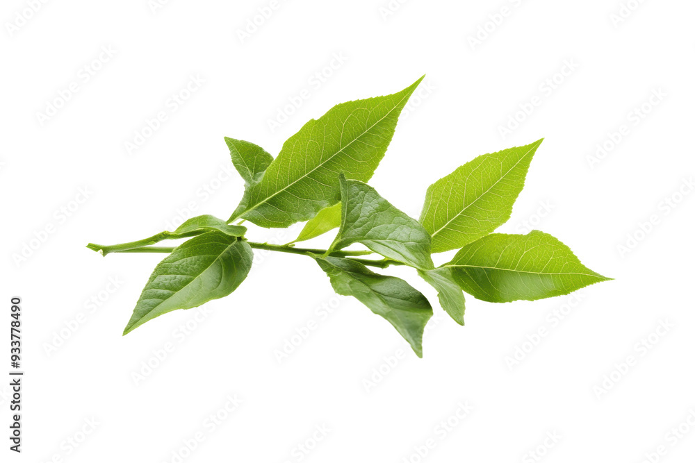 Close-up of fresh green leaves, isolated on a transparent background. Perfect for nature, wellness, and eco-themed projects. Close-up of fresh green leaves, isolated on a transparent background. Perfect for nature, wellness, and eco-themed projects.