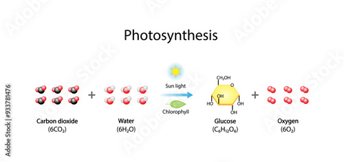 Photosynthesis process, photosynthesis equation formula, Biology Education. Calvin cycle. Vector illustration.	