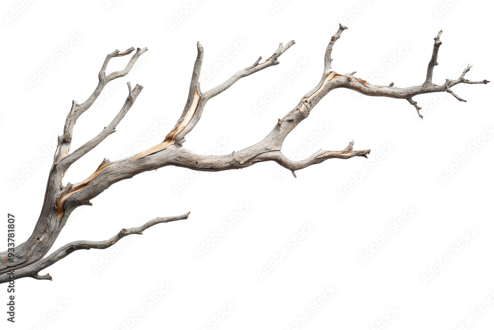 Dry tree branch isolated on transparent background. perfect for natural, rustic or organic design elements. Dry tree branch isolated on transparent background. perfect for natural, rustic or organic design elements.