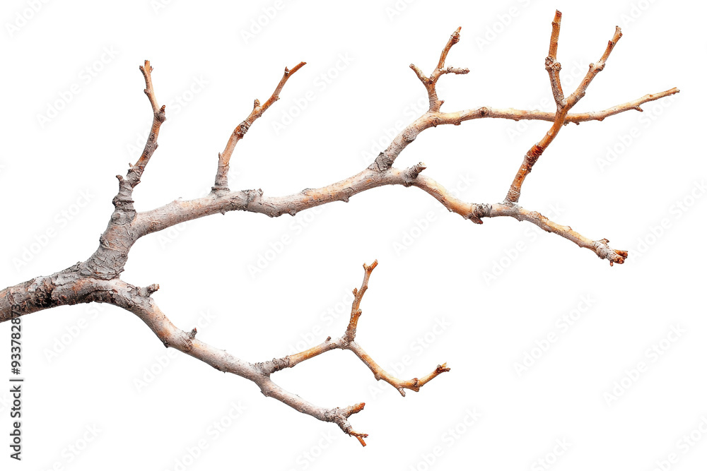 Close-up of a dry tree branch isolated on a transparent background. perfect for nature and organic-themed designs and projects. Close-up of a dry tree branch isolated on a transparent background. perfect for nature and organic-themed designs and projects.
