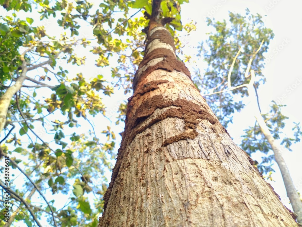 Fototapeta premium Tall-looking teak tree 