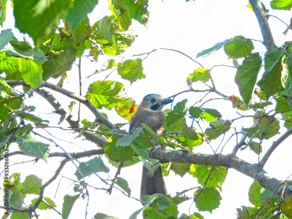 Obraz premium jay garrulus glandarius bird on tree branch