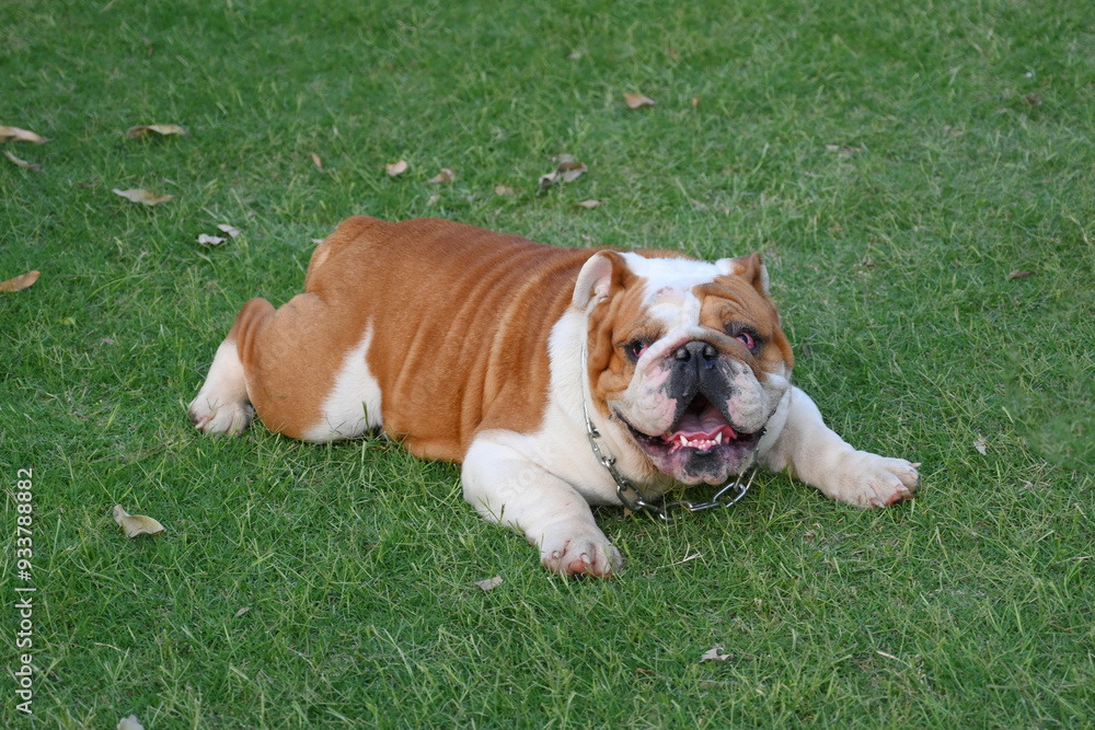 Fototapeta premium English bulldog posing outdoor photo shoot