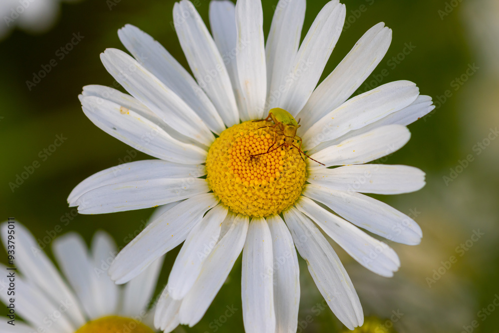 Fototapeta premium cteniopus flavus - sulphur beetle on a Tripleurospermum inodorum scentless mayweed blossom