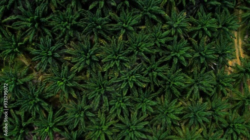 Aerial drone view of a new palm oil plantation in Bukit Beruntung (Rawang) in Malaysia. Deforestation in Malaysia occur often where mostly palm trees replace the remaining jungle. photo