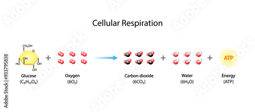 Cellular Respiration Equation. Metabolic reactions. Biology Education. Vector illustration.	
